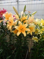 [5178 Valverde Mak No02.JPG]